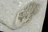 Crinoid (Cyathocrinites) Fossil - Crawfordsville, Indiana #122946-1